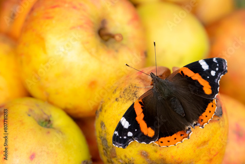 Red admiral butterfly (Vanessa atalanta) feeding on rotten apples. Cornwall, England, UK. October.  photo