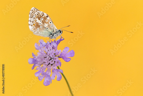Chalkhill blue butterfly (Lysandra coridon) male resting on Small scabious (Scabiosa columbaria). Somerset, England, UK. July 2019. 