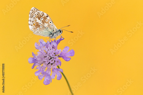 Chalkhill blue butterfly (Lysandra coridon) male resting on Small scabious (Scabiosa columbaria). Somerset, England, UK. July 2019.  photo