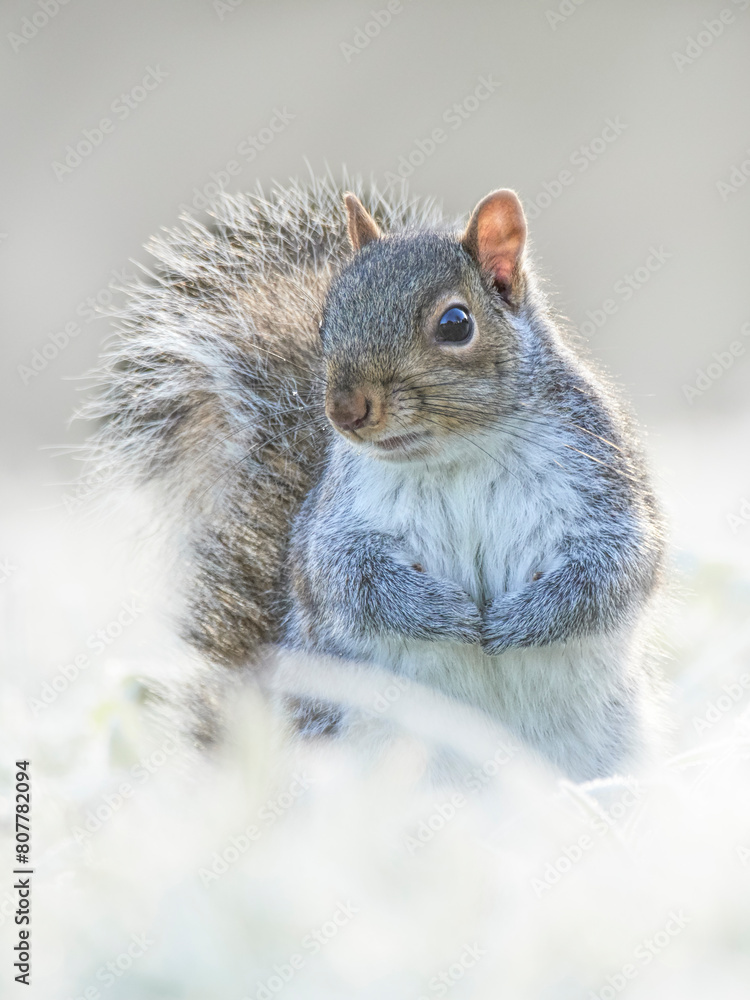 Grey squirrel (Sciurus carolinensis) in frosty garden, Wales, UK. January. Grey squirrel (Sciurus carolinensis) in frosty garden, Wales, UK. January.