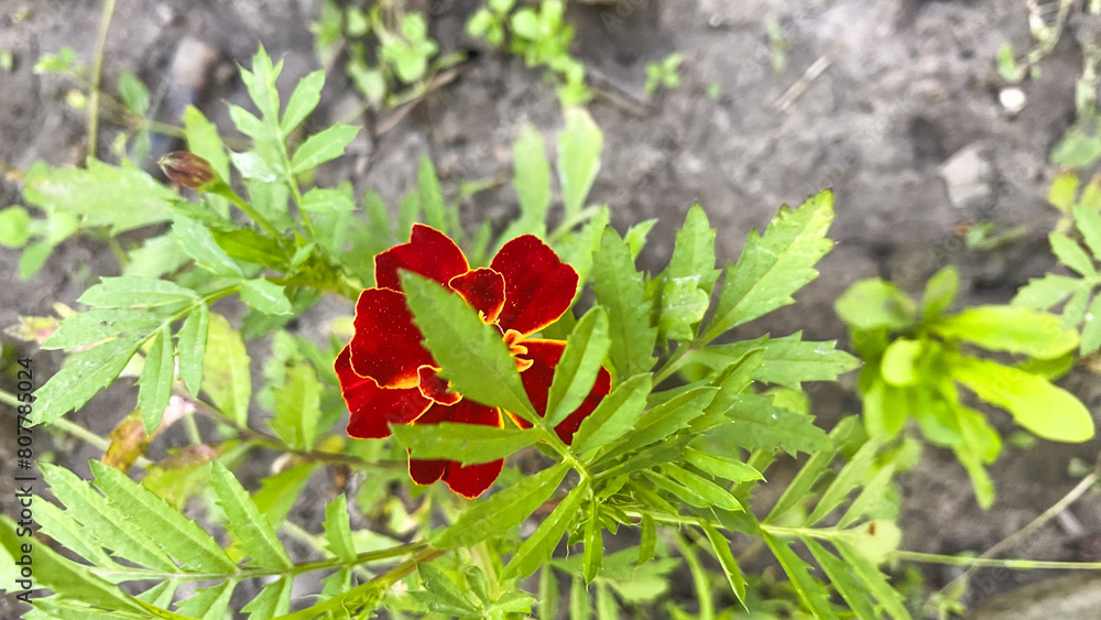 A flower in a flowerbed, in your own yard A flower in a flowerbed, in your own yard