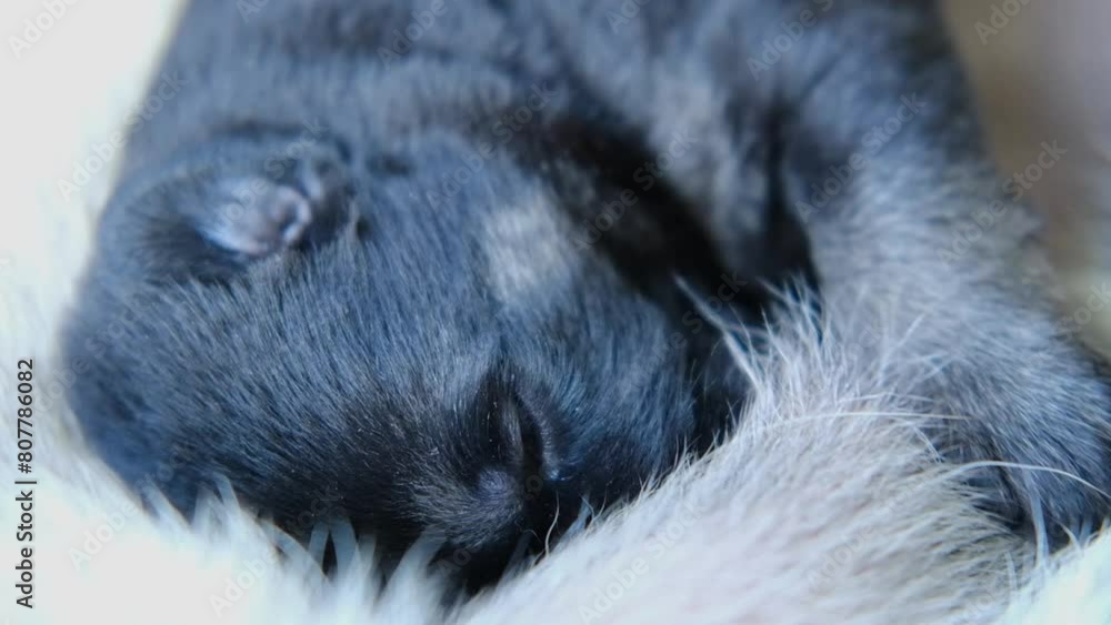 cute little adorable newborn german shepherd puppy close up sucking milk from mom's breast. grooming and caring for puppies. breast feeding at home