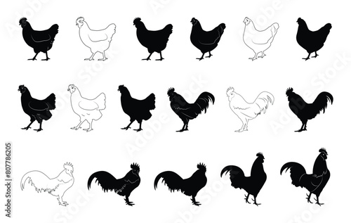 Silhouette of a male and female rooster. Beautiful chicken. Vector illustration