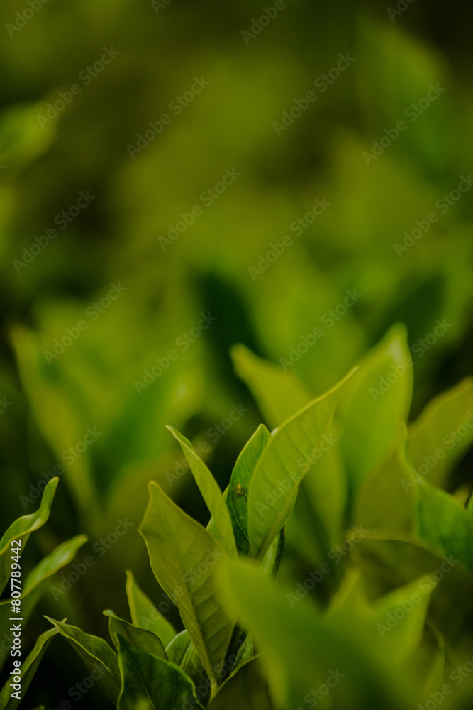 Photo Of Green Bushes In The Garden Photo Of Green Bushes In The Garden