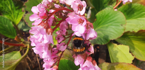 Photos A bee collects nectar on a pink bergenia cordifolia flower