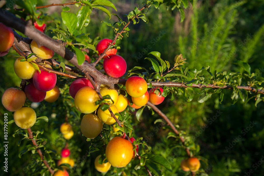Ripe cherry plum berries in the garden on a tree. Growing cherry plums in a orchard.. Ripe cherry plum berries in the garden on a tree. Growing cherry plums in a orchard..