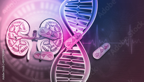 DNA strand and pills with kidney. 3d illustration.. photo