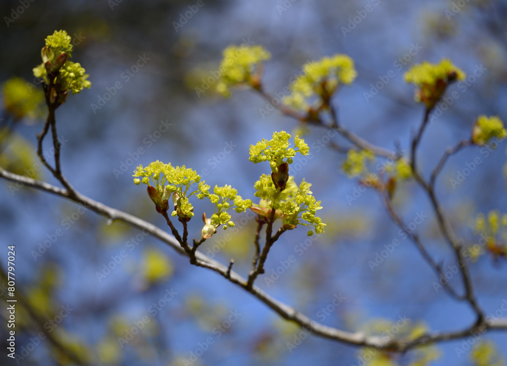 tree tree