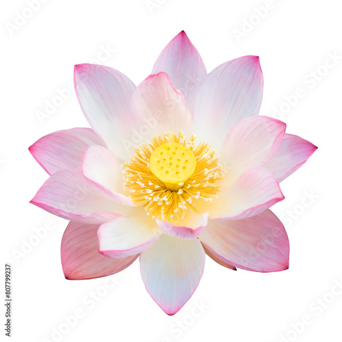 Realistic flower lotus