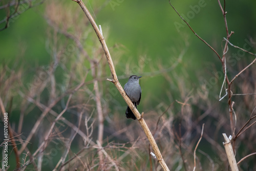 Photography Cat Bird on a Branch