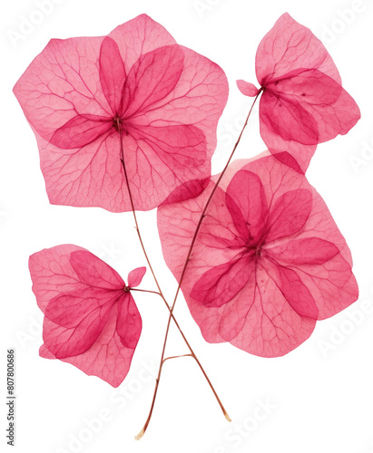 PNG  Real Pressed a bougainvillea flowers petal plant leaf.