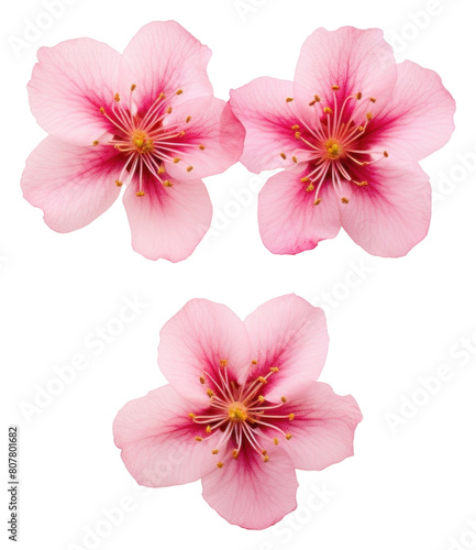 PNG Real Pressed a Cherry Blossom flowers blossom petal plant.