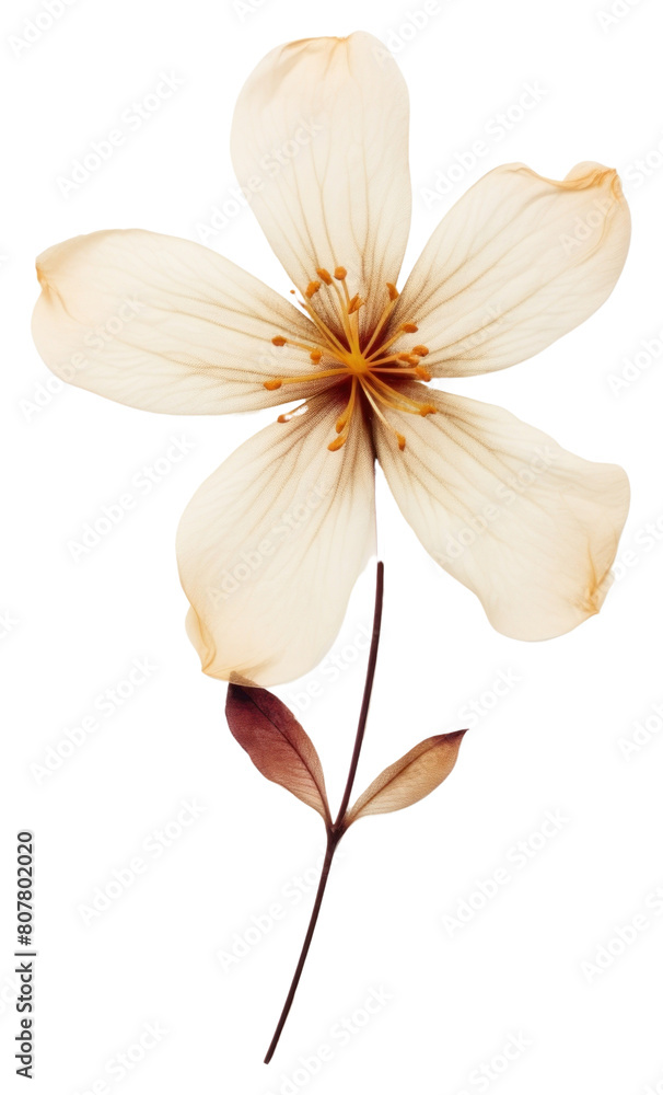 PNG Real Pressed a Jasmine Flower flower blossom petal. PNG Real Pressed a Jasmine Flower flower blossom petal.