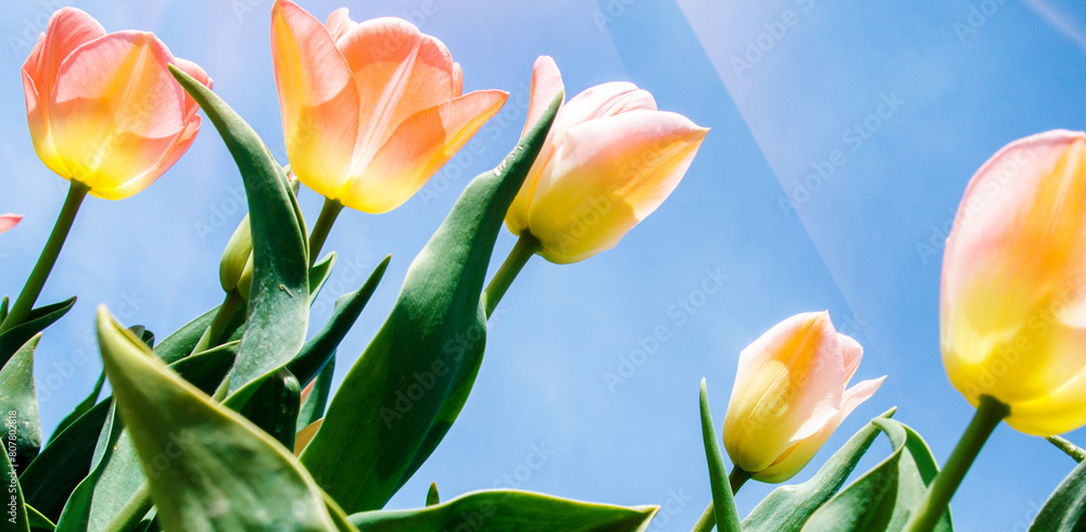 Beautiful colored optimistic landscape with tulips on a background of the sky in the Netherlands.