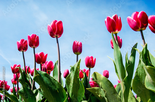 Beautiful flowers red tulips against the sky (relaxation, special, exclusive, alternative - concept)