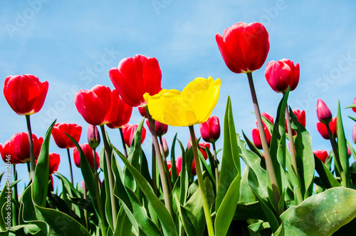 Beautiful spring landscape with yellow tulip on red background (exceptional concept)