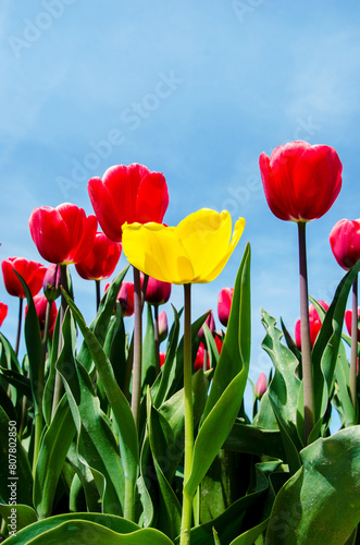 Beautiful spring landscape with yellow tulip on red background (exceptional concept)