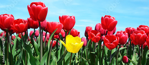 Beautiful flowers tulips against the sky (relaxation, special, exclusive, alternative - concept)