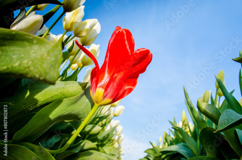 Beautiful spring landscape with a red tulip on a background of white flowers (exceptionalism, individuality, charisma - concept)