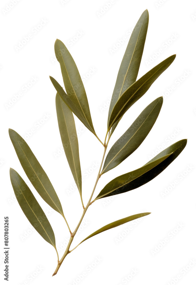 Fototapeta premium PNG Real Pressed a olive leaf plant herbs tree.
