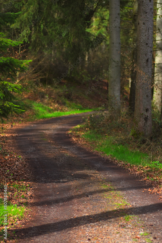 Obraz premium path in the woods