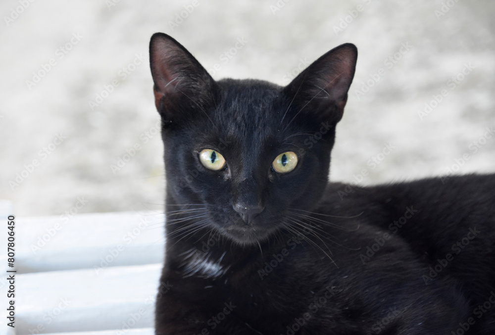 Sharp Yellow Piercing Eyes on a Black Cat Sharp Yellow Piercing Eyes on a Black Cat