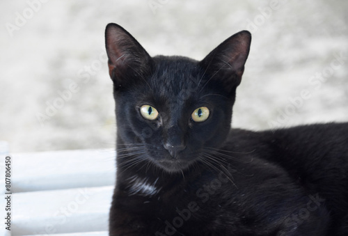 Sharp Yellow Piercing Eyes on a Black Cat