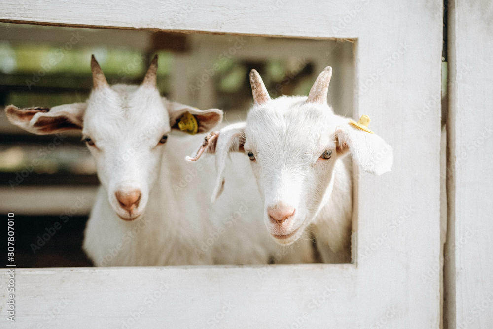 Cute farm animals. Pet care concept. Funny goat Cute farm animals. Pet care concept. Funny goat