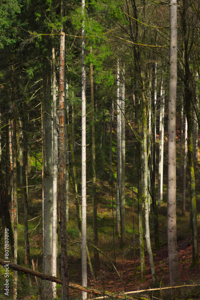 Fototapeta premium trees in the forest