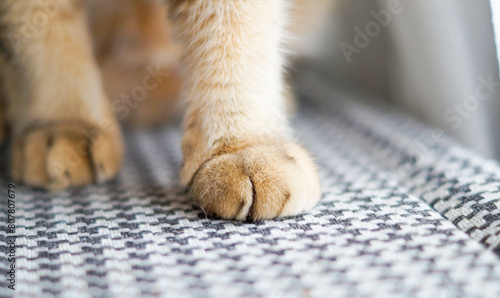 close-up view of a cat s paw