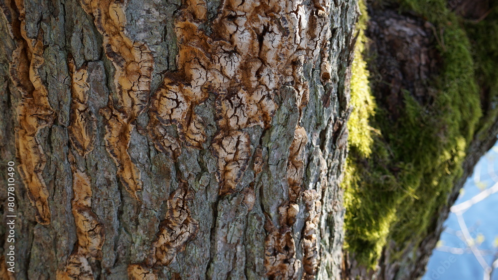 Obraz premium tree bark texture