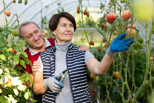 Elderly man and woman picking ripe tomatoes together in greenhouse