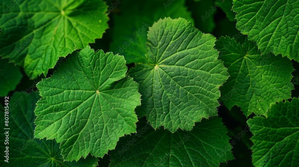 Lush Green Patchouli Plant Leaves Vibrant Botanical Background
Lush Green Patchouli Plant Leaves Vibrant Botanical Background