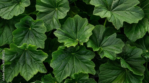 Detailed Green Geranium Leaves Natural Plant Texture
 photo