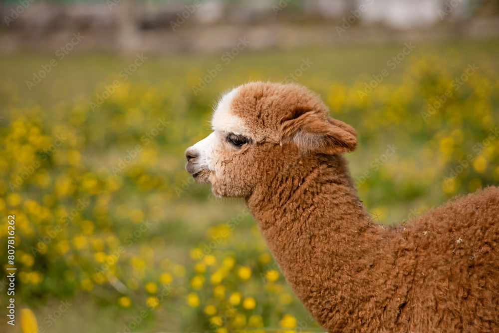 Portrait of an cute alpaca seen in profile in the field. Portrait of an cute alpaca seen in profile in the field.