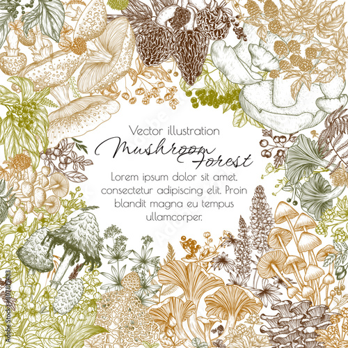 Vector frame forest plants. Mushrooms, flowers, berries. Fly agaric, porcini mushroom, honey mushrooms, oyster mushrooms, violets, cloudberries