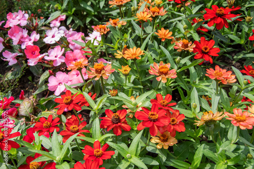 Foto  sch  nes Sommergartenbeet mit verschiedenen leuchtenden Blumen