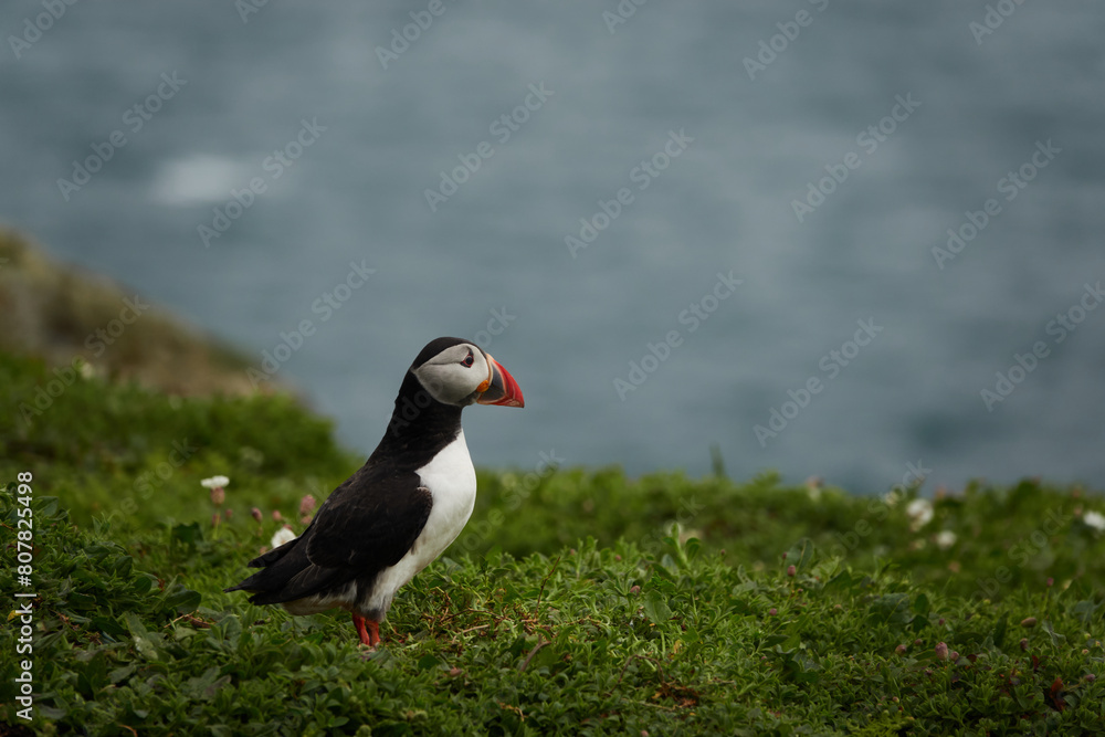 Flowers, Puffins and Rabits of Skomer Island in May-24, Wales, the UK Flowers, Puffins and Rabits of Skomer Island in May-24, Wales, the UK