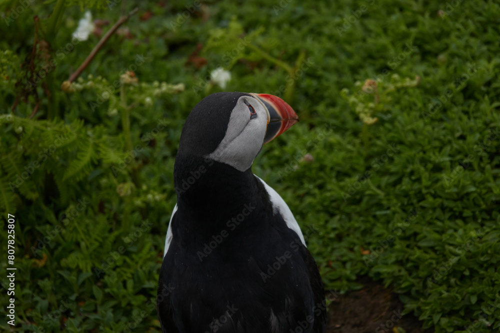 Flowers, Puffins and Rabits of Skomer Island in May-24, Wales, the UK Flowers, Puffins and Rabits of Skomer Island in May-24, Wales, the UK