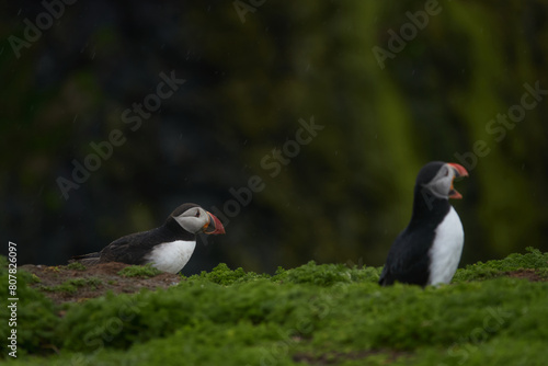 Flowers  Puffins and Rabits of Skomer Island in May-24  Wales  the UK