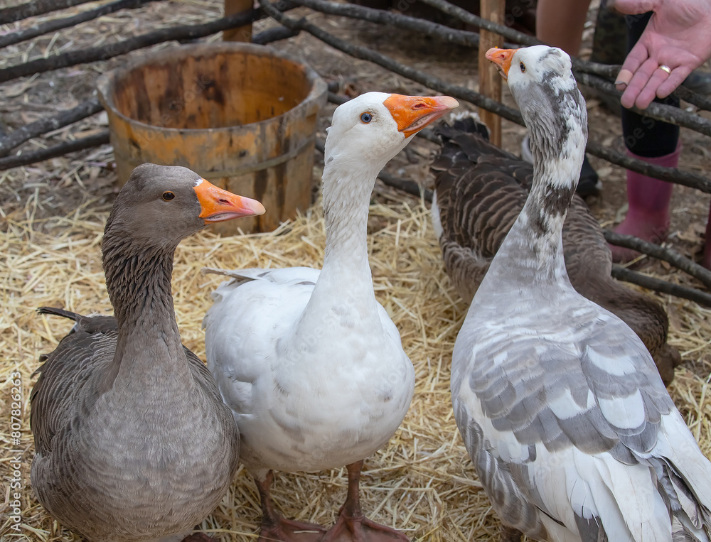 Three domestic geese in a pen on a farm, close-up repeat Three domestic geese in a pen on a farm, close-up repeat