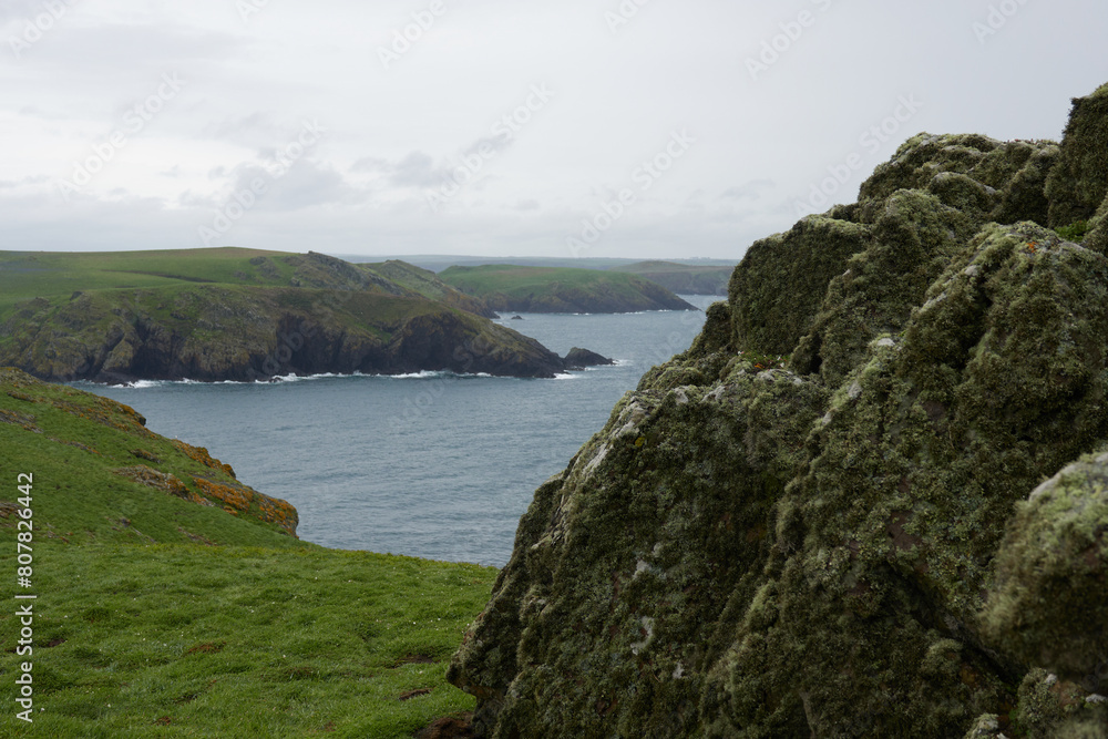 Flowers, Puffins and Rabits of Skomer Island in May-24, Wales, the UK Flowers, Puffins and Rabits of Skomer Island in May-24, Wales, the UK