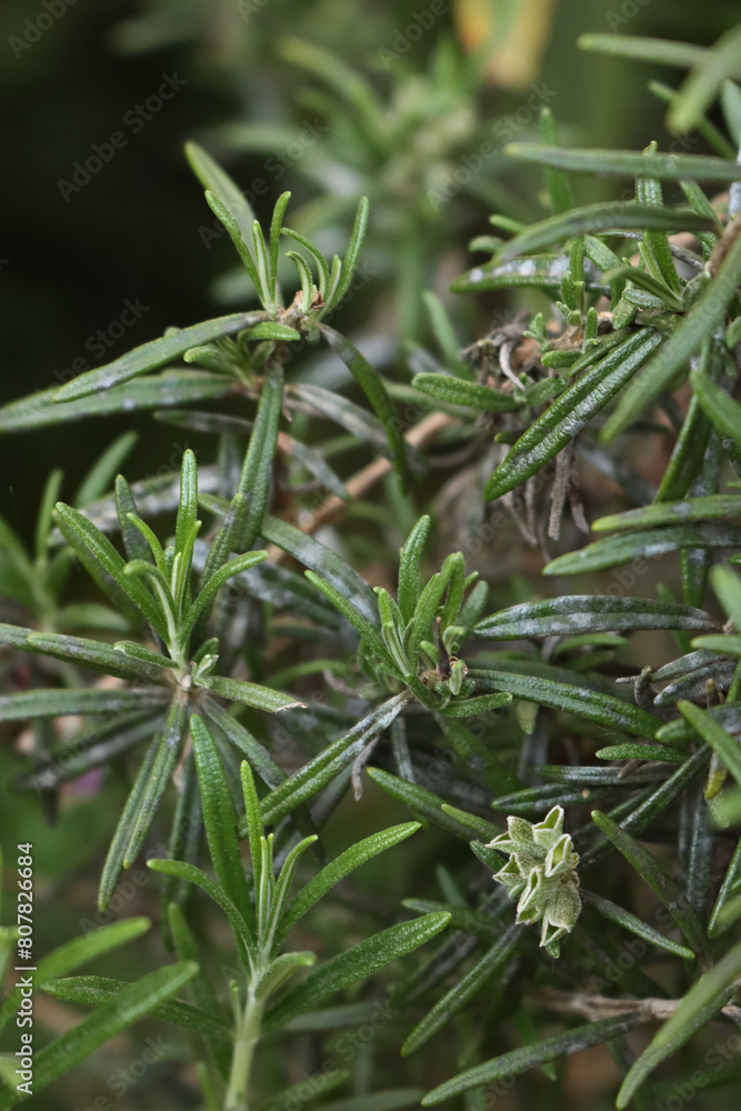 Close-up of Rosemary plant with disease in the garden. Rosmarinus officinalis leaf with gray spots Close-up of Rosemary plant with disease in the garden. Rosmarinus officinalis leaf with gray spots