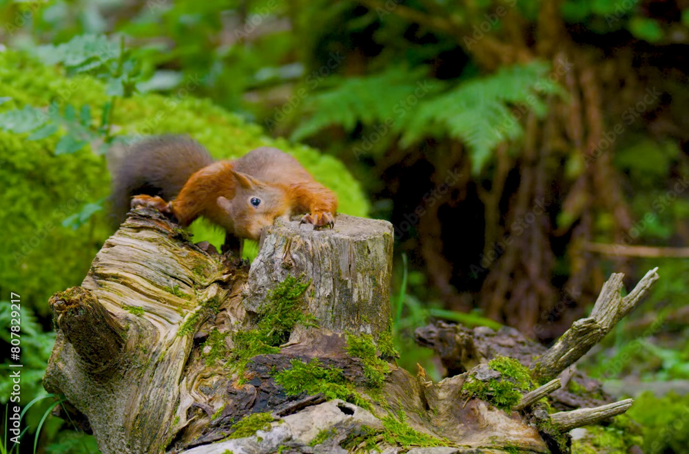 squirrel in the woods scene squirrel in the woods scene