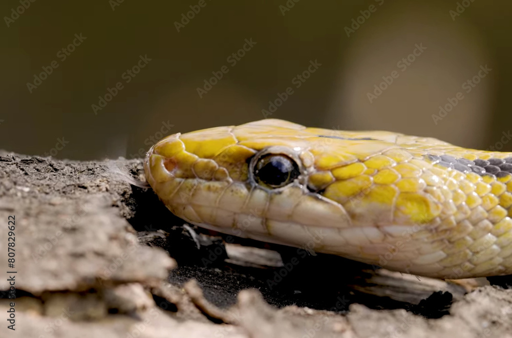 Obraz premium snake, close up, selective focus
