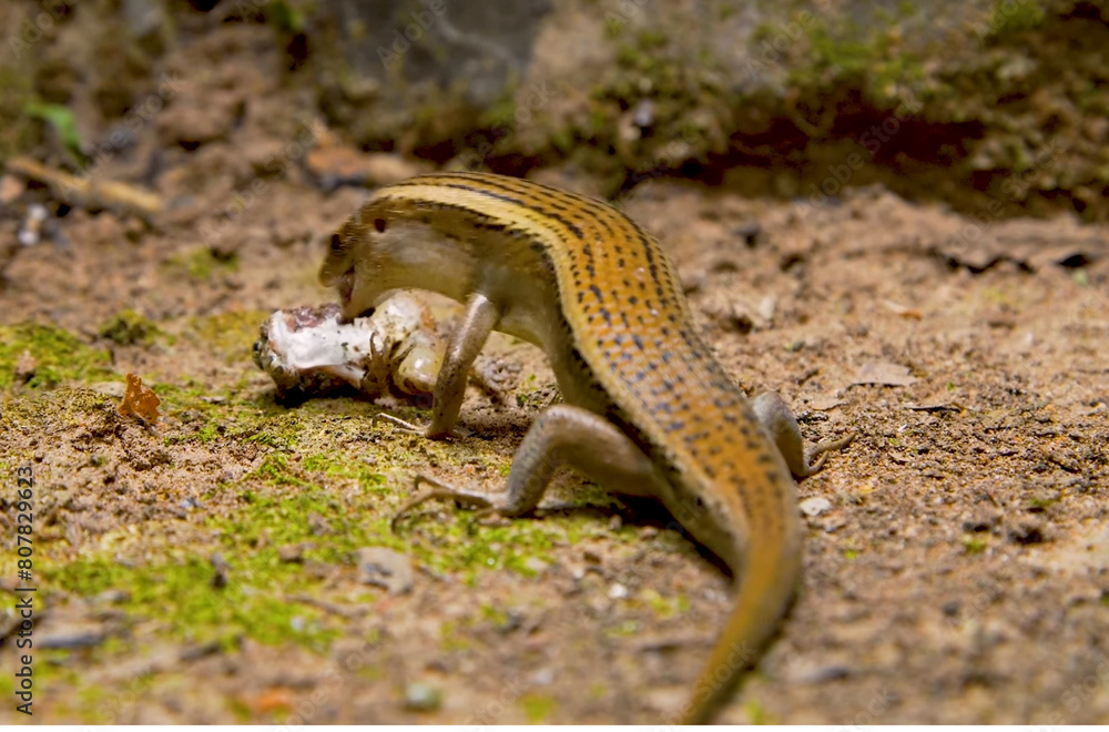 Obraz premium lizard on a tree