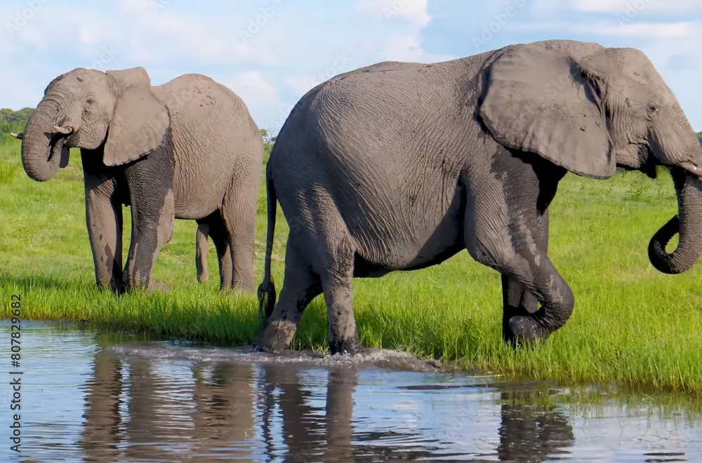 Obraz premium elephant and elephant, kruger park, south africa