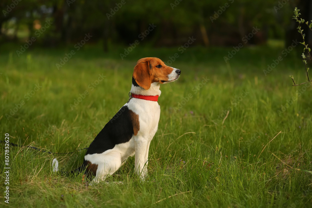 Portrait of a six month old estonian hound puppy Portrait of a six month old estonian hound puppy