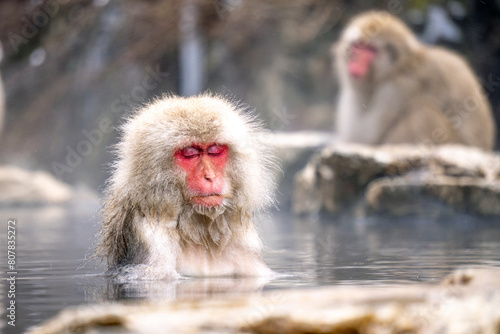 Photography Japanese Snow Monkey japanese snow monkeys playing in hot springs in winter