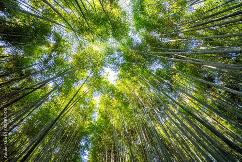 Beautiful llandscape of Bamboo forest at Arashiyama Looking up to sky, Kyoto, Japan nature. Sagano Bamboo Grove of Arashiyama. photo